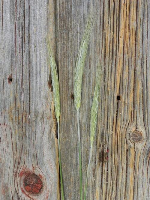 WHEAT GRASS   GREENS